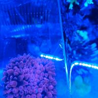 Anemone entacmaea quadricolor acquario marino