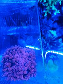 Anemone entacmaea quadricolor acquario marino