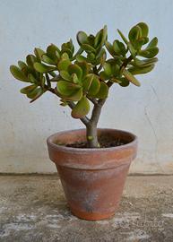 PIANTA DI CRASSULA OVATA ALBERO DI GIADA 2/3 ANNI