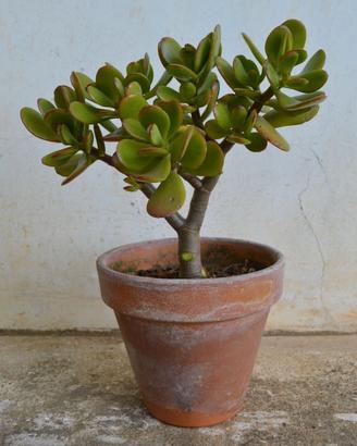 PIANTA DI CRASSULA OVATA ALBERO DI GIADA 2/3 ANNI