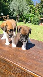 Jack Russell