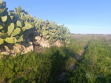 Vigneto primitivo alberello