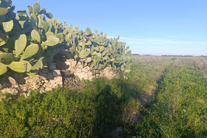 Vigneto primitivo alberello