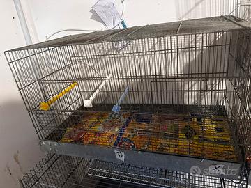 Canari
