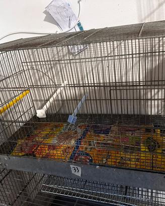 Canari