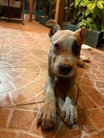 AmStaff cucciolo