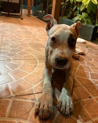AmStaff cucciolo