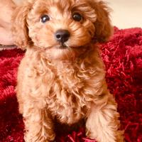Cuccioli di barboncino toy Red