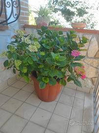 piante verdi 