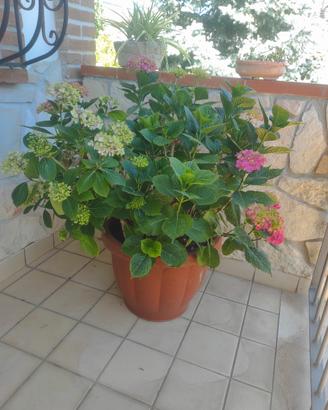 piante verdi 