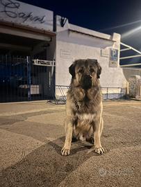 Pastore Caucas per monta