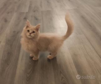Cucciolo di Maine Coon cream