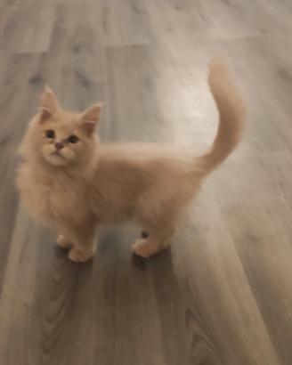 Cucciolo di Maine Coon cream