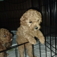 Barboncini Toy cuccioli