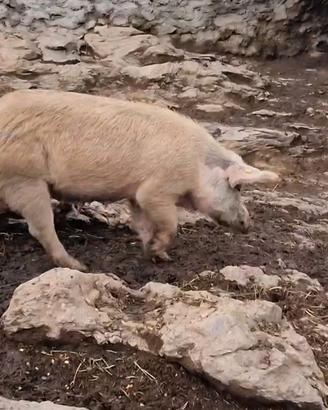 maiali