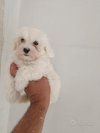 Cuccioli di maltese mini