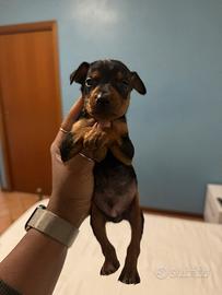 Veri cuccioli di Pinscher Nano