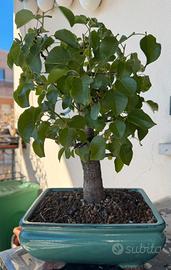 Pre Bonsai Prunus Mahaleb