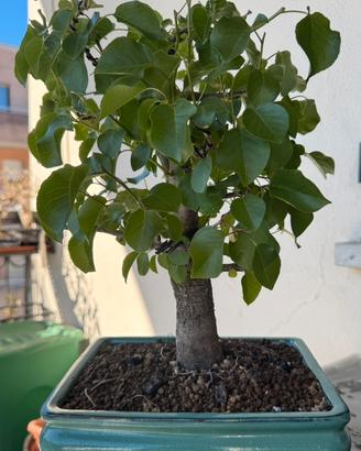 Pre Bonsai Prunus Mahaleb