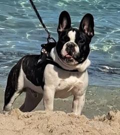 Bulldog francese