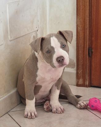 Maschio american bully