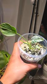 Monstera Bulbasaur (TC) n.4