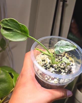 Monstera Bulbasaur (TC) n.4