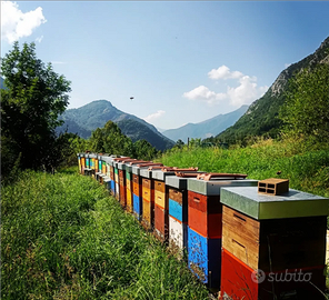 Terreno in Valvarrone