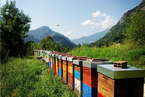 Terreno in Valvarrone