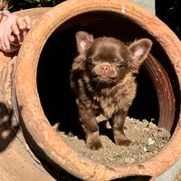 Chihuahua maschietto stupendo