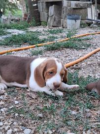 Cuccioli di beagle