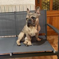 Stallone Bulldog Francese