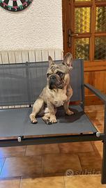 Stallone Bulldog Francese