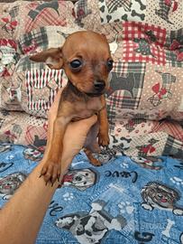 Cucciolo di pincher toy