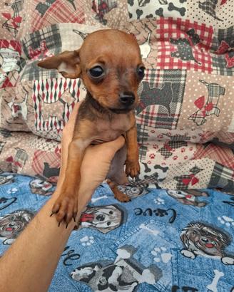 Cucciolo di pincher toy