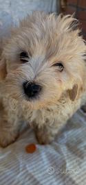 Cuccioli maltipoo
