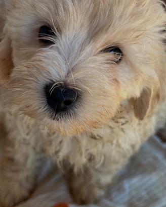 Cuccioli maltipoo