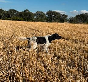 Setter inglese maschio