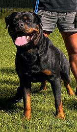 cuccioli rottweiler 