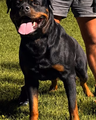 cuccioli rottweiler 