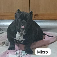 American bully micro