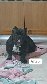 American bully micro