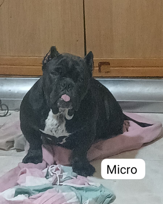 American bully micro