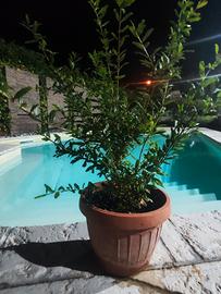 pre bonsai melograno