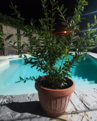 pre bonsai melograno