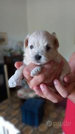 Maltipoo