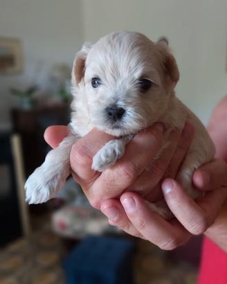 Maltipoo
