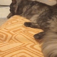 Maine Coon Black Smoke