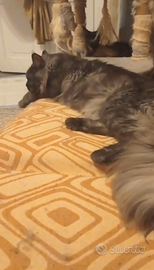 Maine Coon Black Smoke