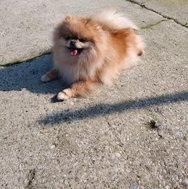 Volpino di Pomerania